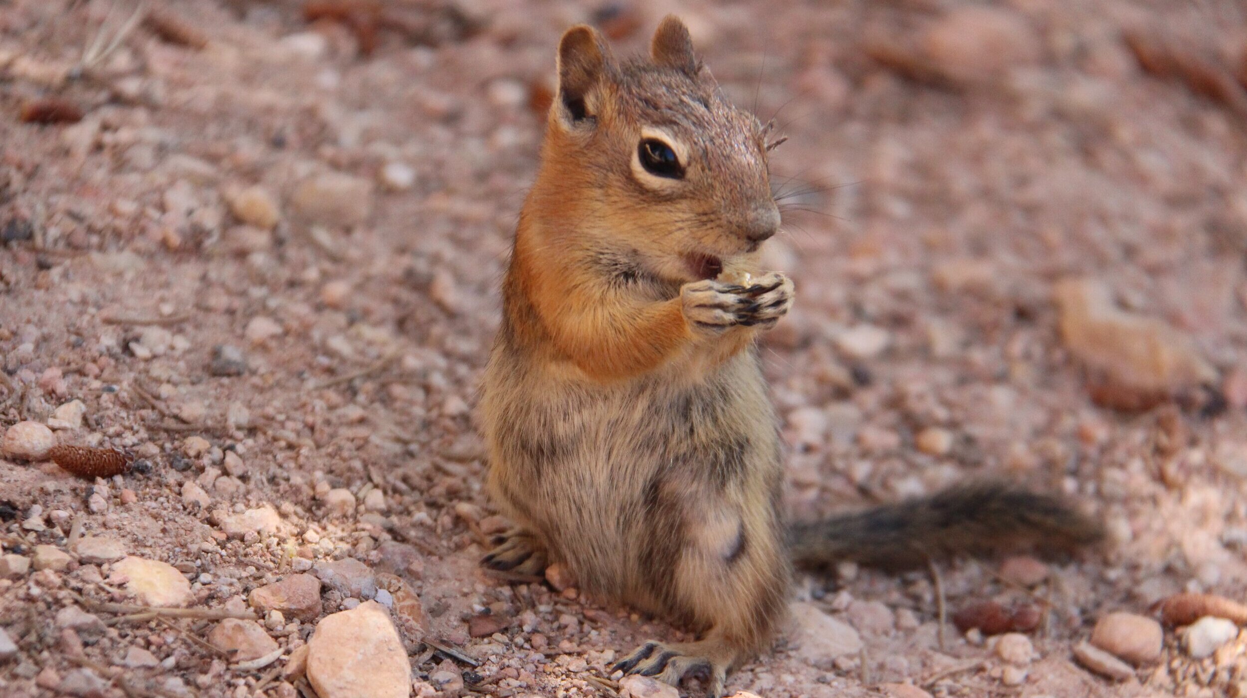 chipmunk in gravel