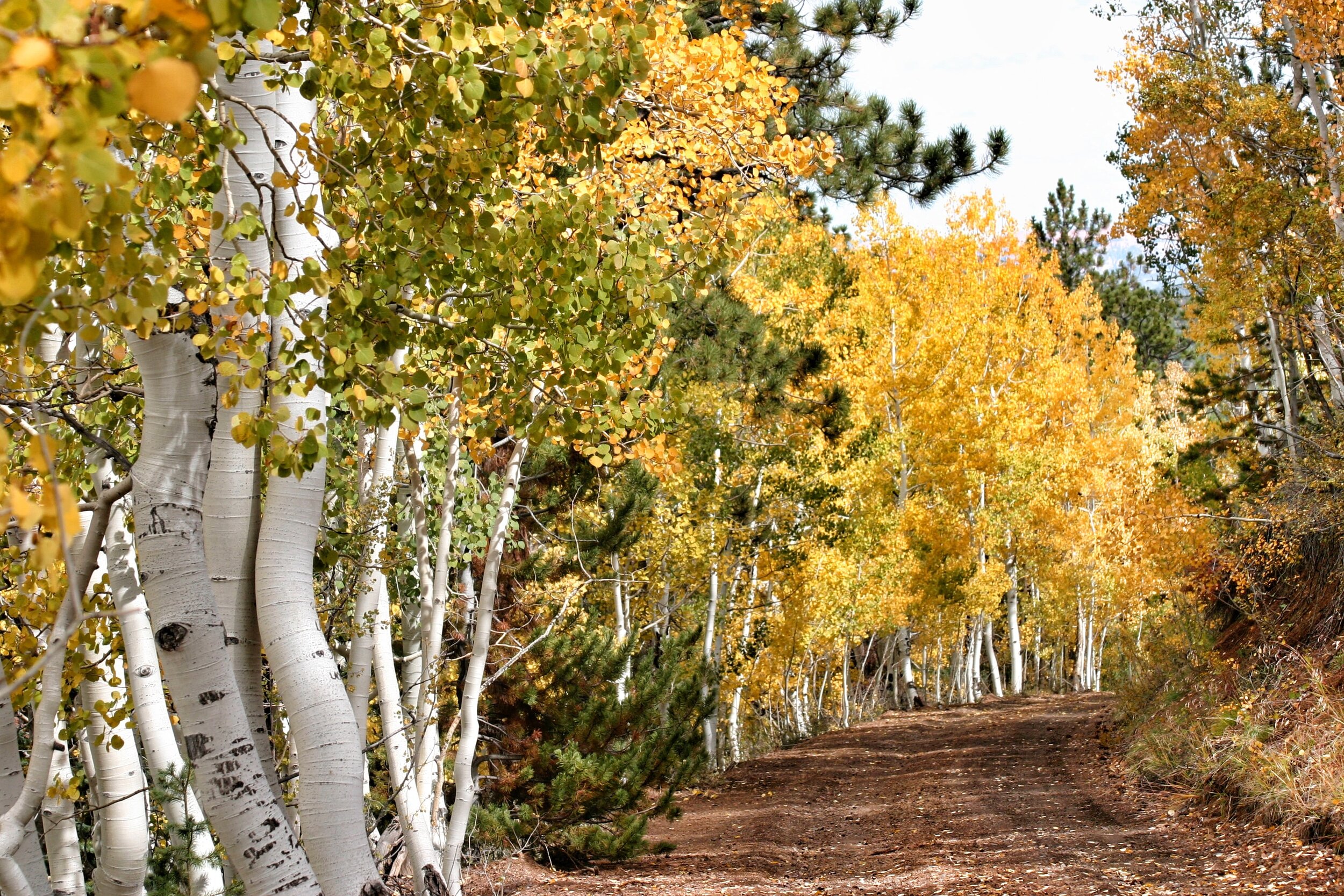 trees in fall